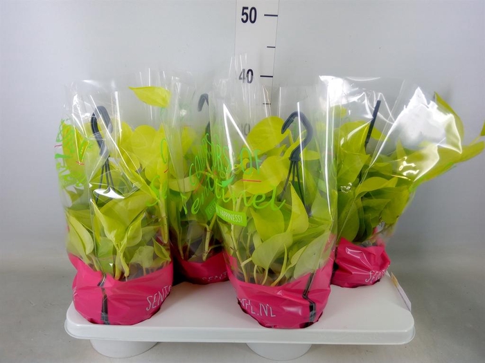 <h4>Epipremnum pinn. 'Golden Pothos' HG</h4>