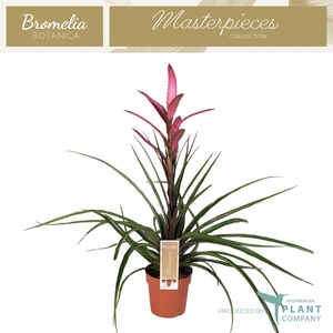 TILLANDSIA  'CAMINA' CERISE