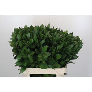 RUSCUS HYPOPHYLLUM