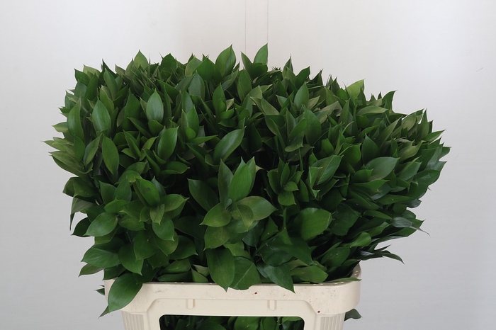 <h4>RUSCUS HYPOPHYLLUM</h4>