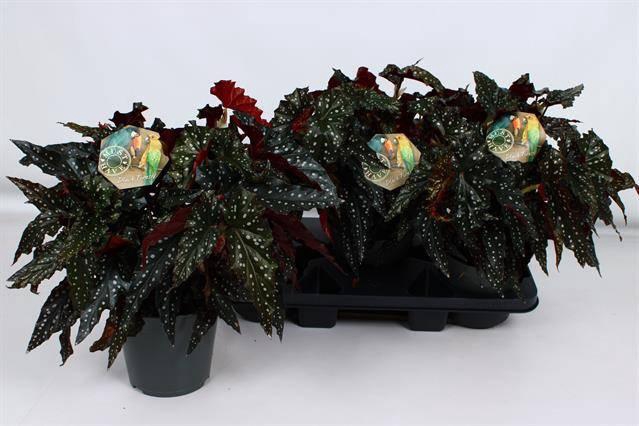 <h4>BEG MA BLACK FOREST</h4>