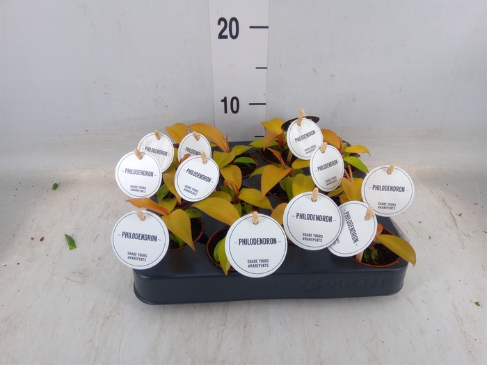 <h4>Philodendron  'Prince Of Orange'</h4>
