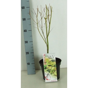 Acer palmatum 'Sangokaku' P19 Full CC