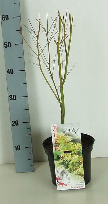 <h4>Acer palmatum 'Sangokaku' P19 Full CC</h4>