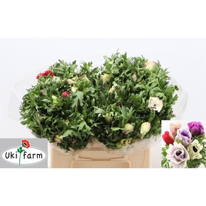 Anem Co Galil Pastel