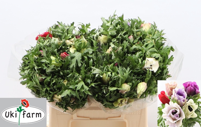 <h4>ANEM CO GALIL PASTEL</h4>