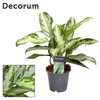 Aglaonema Jubilee