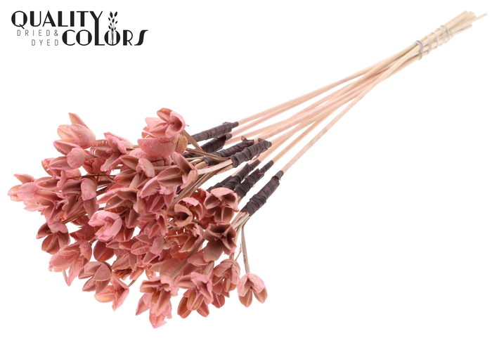 <h4>Bakuli On Stem Bleached Light Pink</h4>