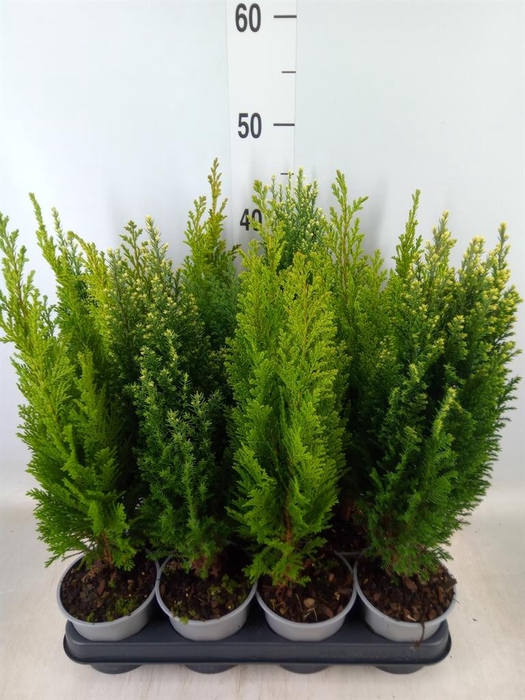 <h4>Conifers   ...mix</h4>