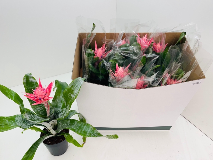 <h4>AECH FAS PRIMERA</h4>