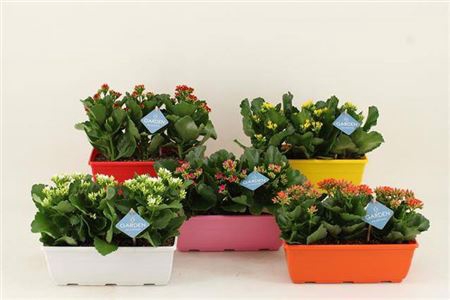 <h4>Kalan Garden Balcony Box Mix To</h4>
