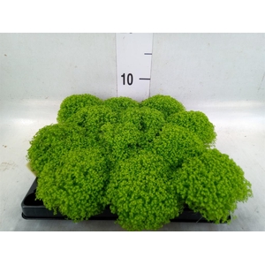 Selaginella apoda