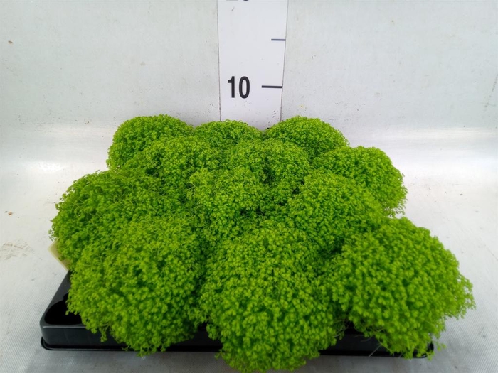 <h4>Selaginella apoda</h4>