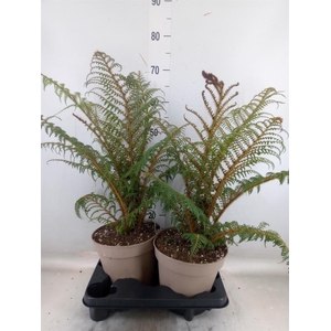 Cyathea tomentosissima