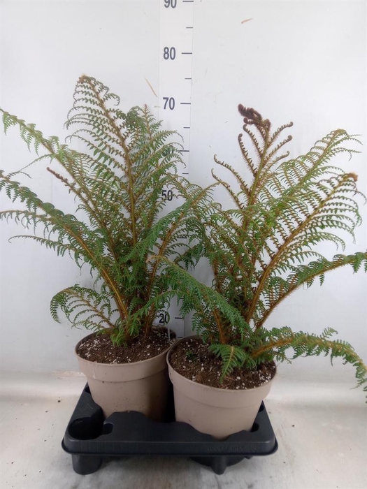 <h4>Cyathea tomentosissima</h4>