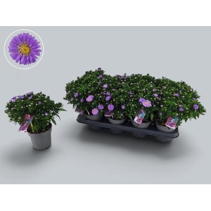 ASTER D AL PURPLE RO