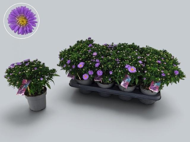 <h4>ASTER D AL PURPLE RO</h4>