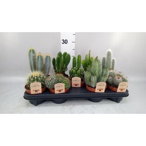 Cactus   ...mix