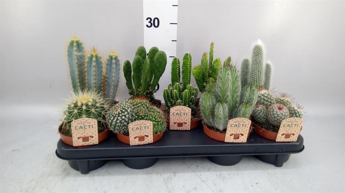 <h4>Cactus   ...mix</h4>