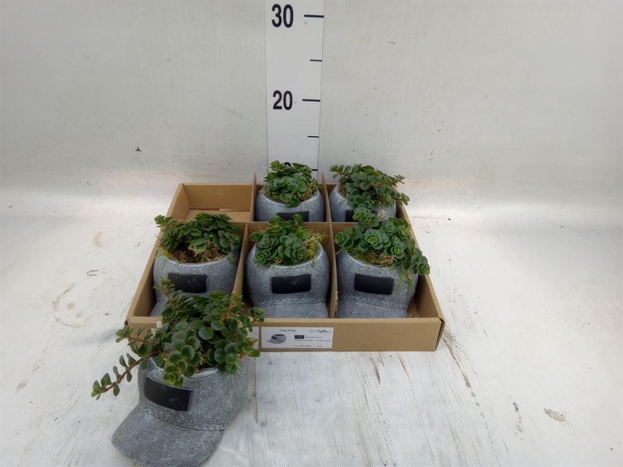 <h4>Arr.   Kamerplant Groen L%</h4>