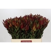 Leucadendron Saf Sunset Dark R.