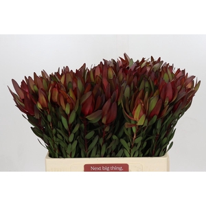 Leucadendron Saf Sunset Dark Red
