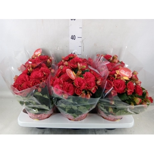 Begonia elat. DU 'Grace'