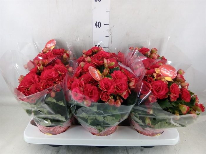 <h4>Begonia elat. DU 'Grace'</h4>