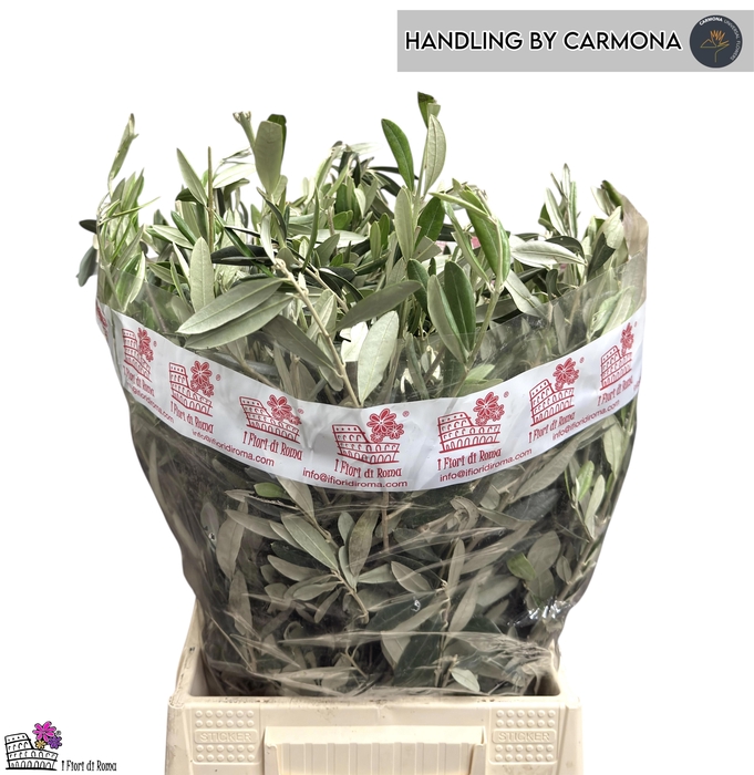 <h4>OLEA EUROPAEA BS</h4>