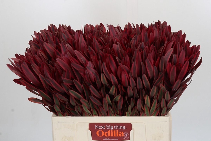 <h4>Leucadendron Jester</h4>