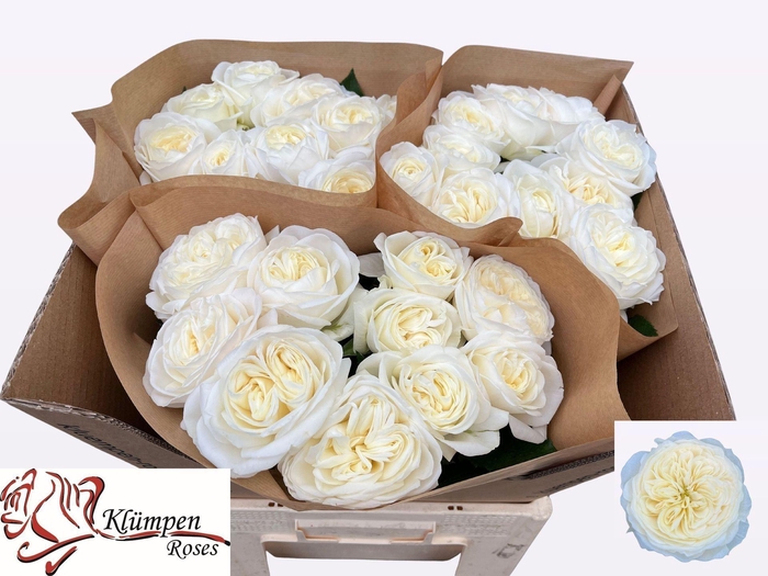 <h4>Rs gr Chic White!</h4>