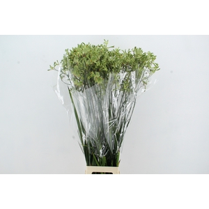 ANIGOZ NIRVANA 110CM