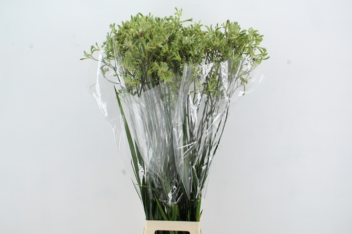 <h4>ANIGOZ NIRVANA 110CM</h4>