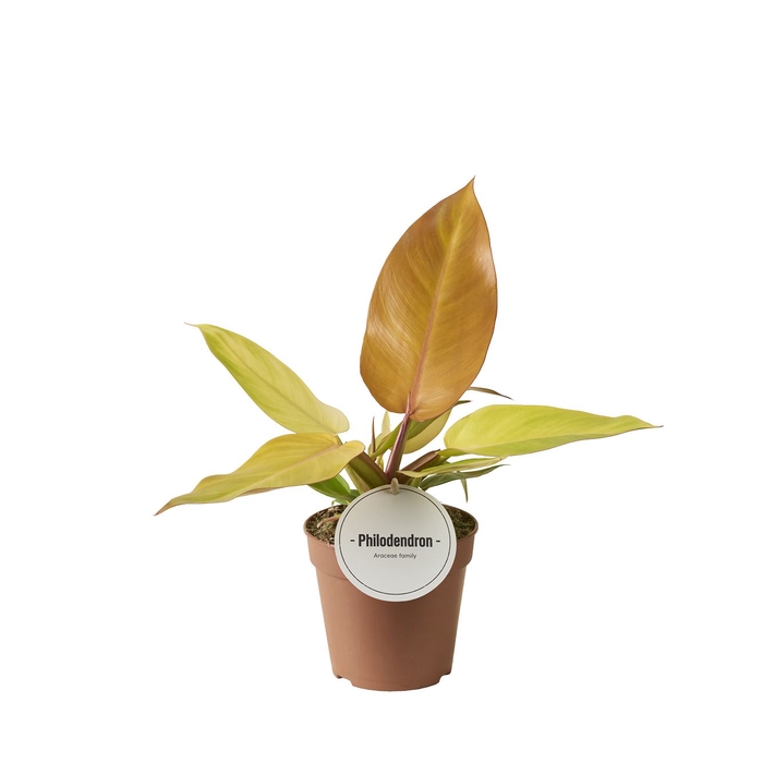<h4>Philodendron   ...</h4>
