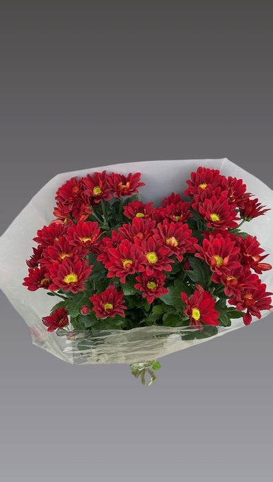 <h4>CHR T RUBY STAR</h4>