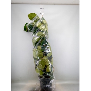 Tetrastigma voinierianum