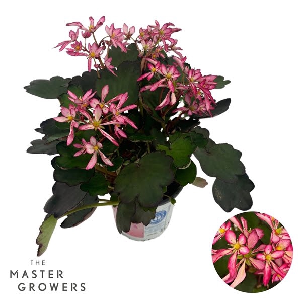 <h4>Saxifraga Dancing Pixies 12cm Trina</h4>