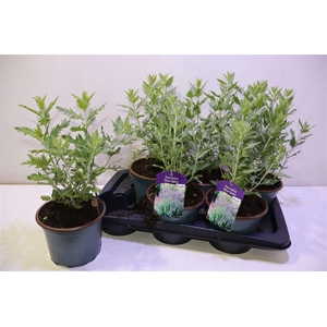 Perovskia Blue Spire