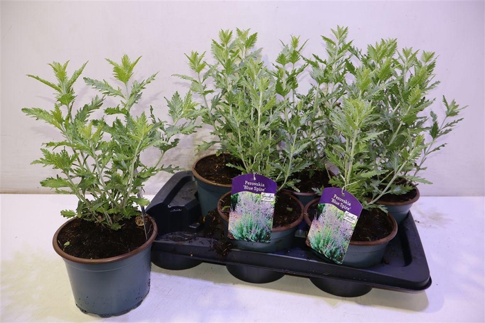 <h4>Perovskia Blue Spire</h4>