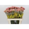 Blushing Bride Pink 2/5 Flowers