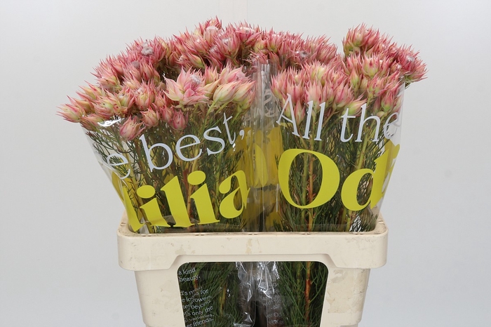 <h4>Blushing Bride Pink 2/5 Flowers</h4>