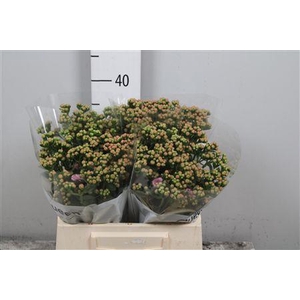 Kal Taffy Pin Meadow