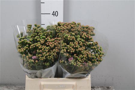 <h4>Kal Taffy Pin Meadow</h4>