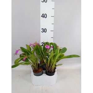 Orchideeen   ...