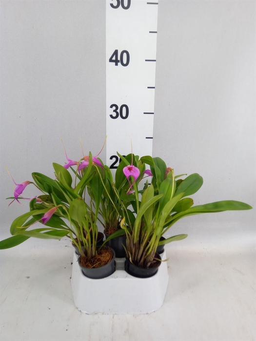 <h4>Orchideeen   ...</h4>