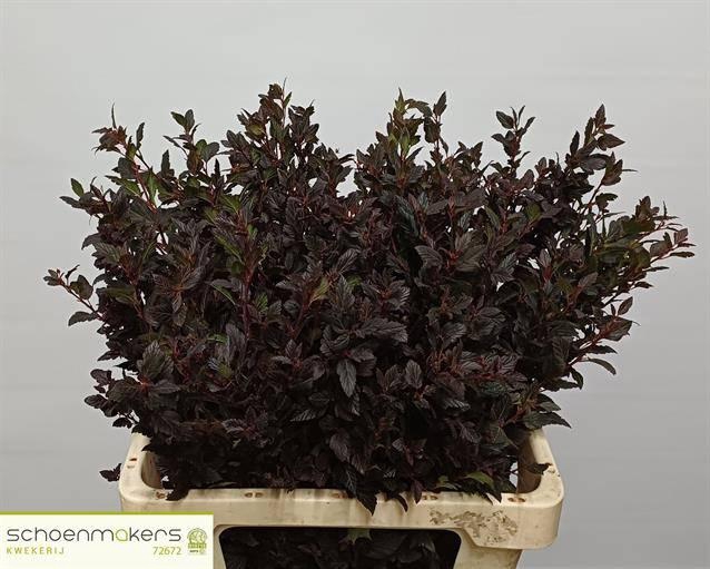 <h4>PHYSOCAR OP M SW CHE</h4>