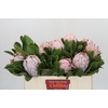 Protea Cynaroides