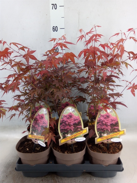 <h4>Acer palmatum 'Atropurpureum'</h4>