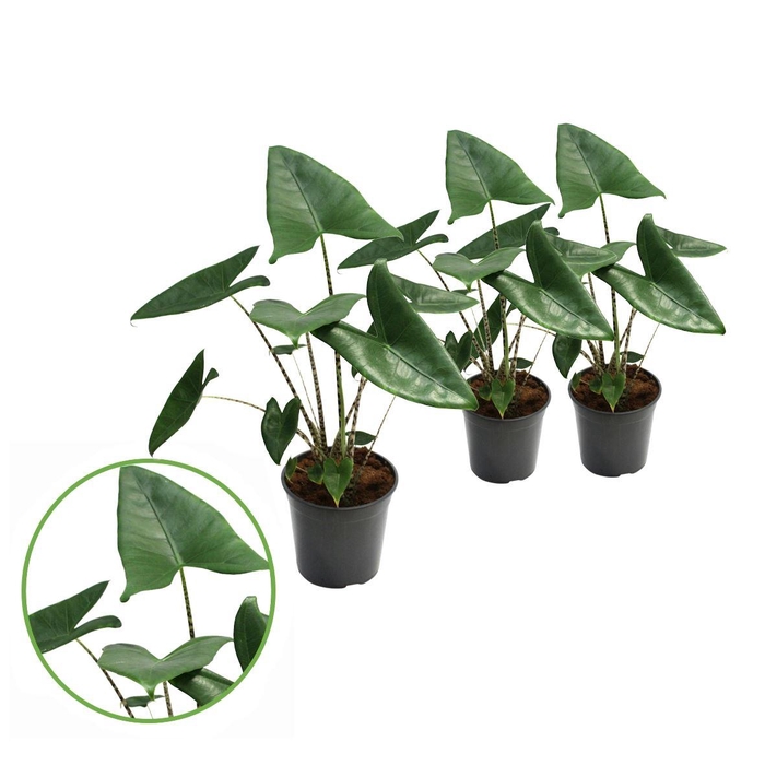 <h4>Alocasia zebrina</h4>