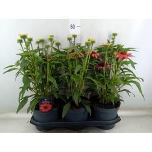Echinacea  'SunSeekers Orange'